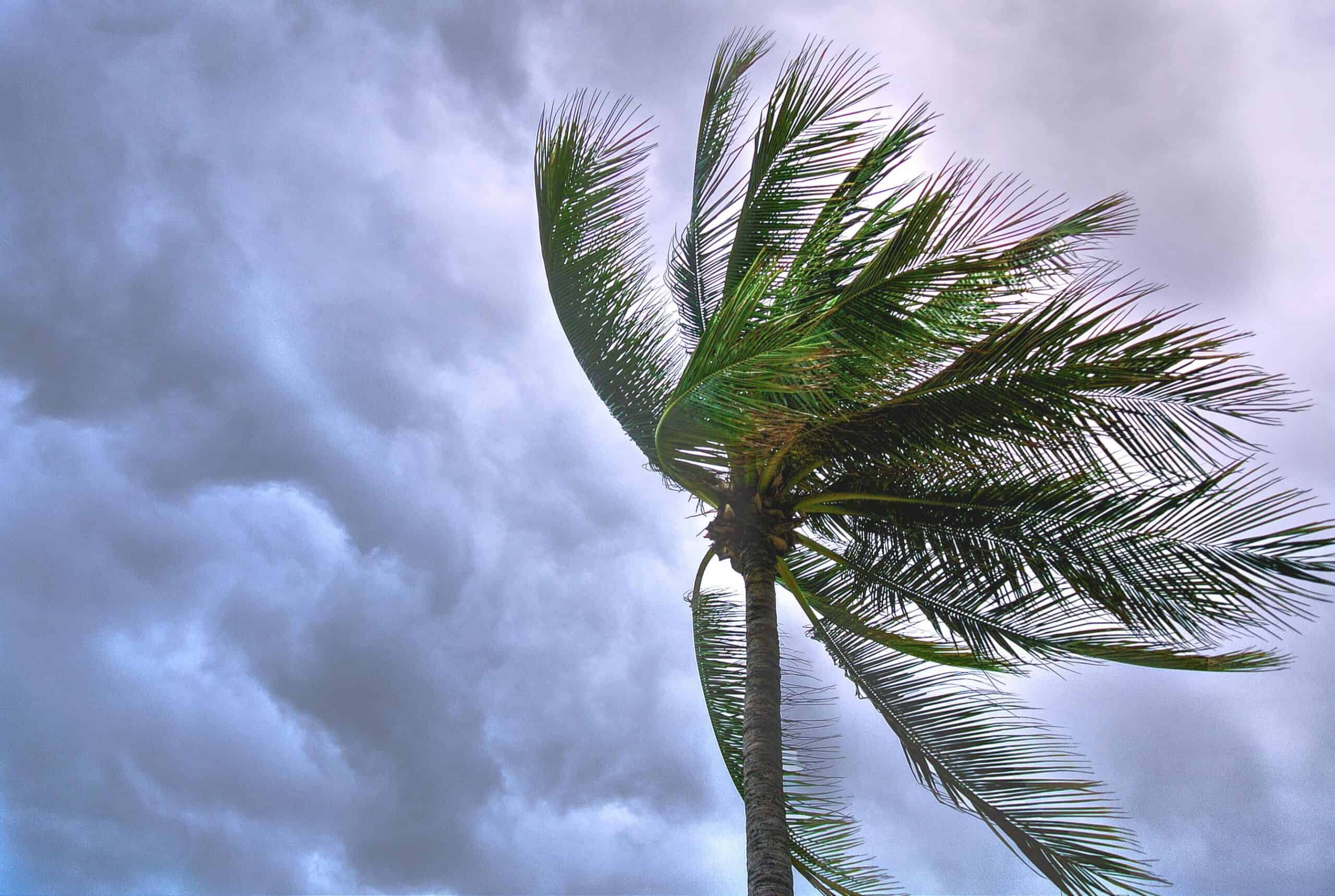 Palm tree blowing in a strong storm