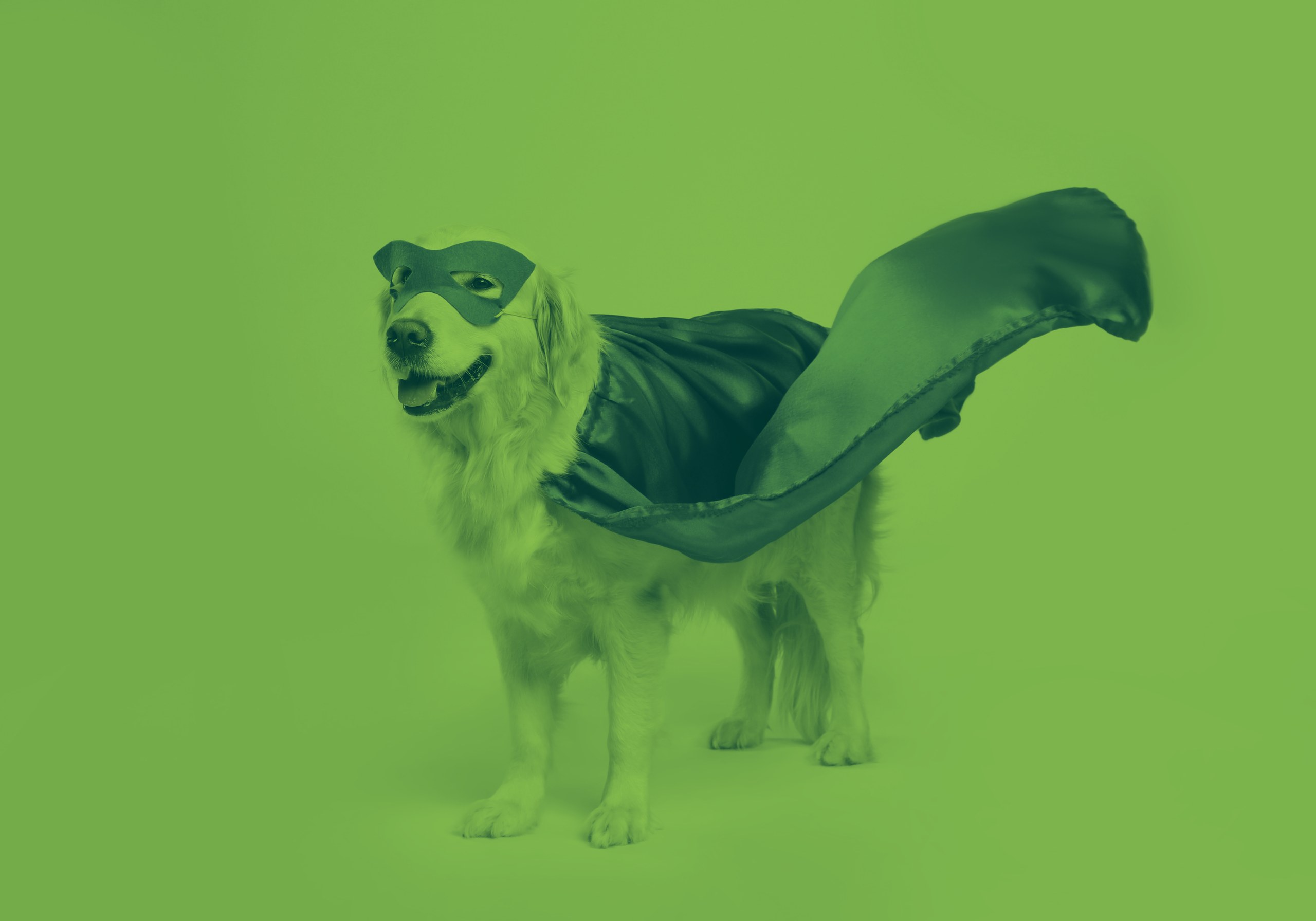 Superhero dog illustration in Sparkhound brand colors
