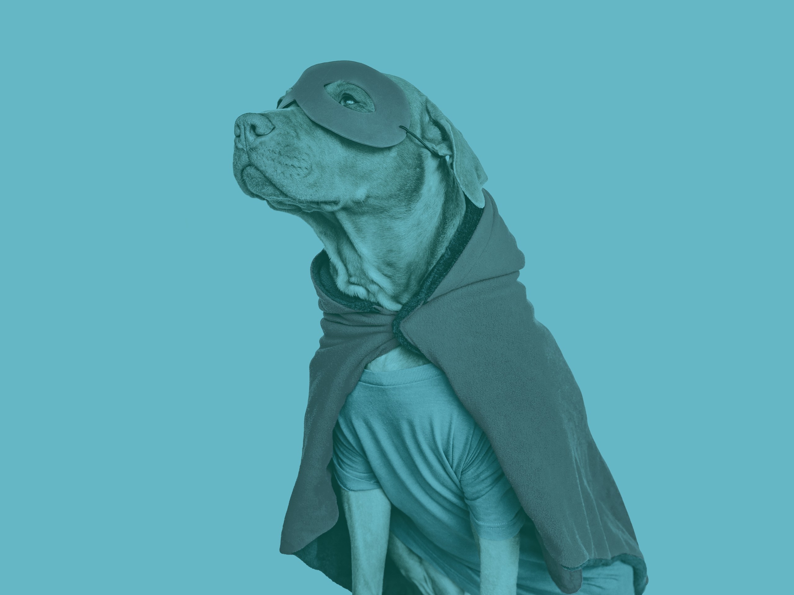 Superhero dog illustration in Sparkhound brand colors