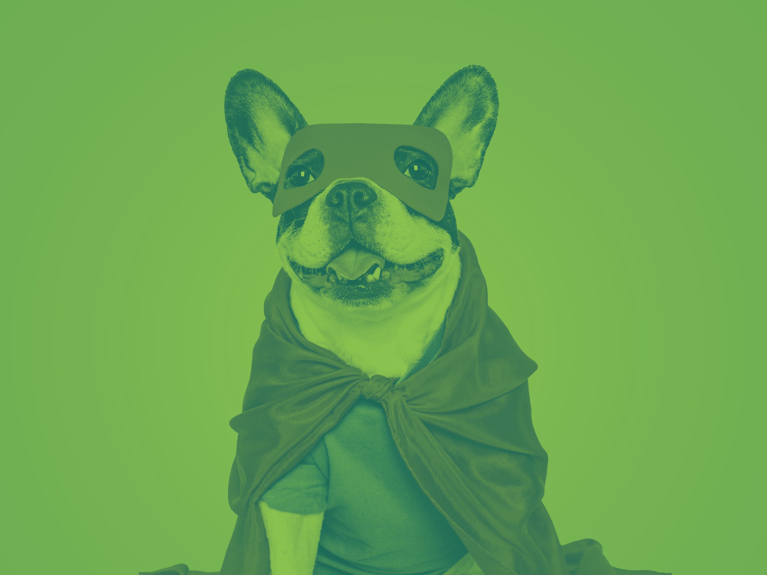 Superhero dog illustration in Sparkhound brand colors